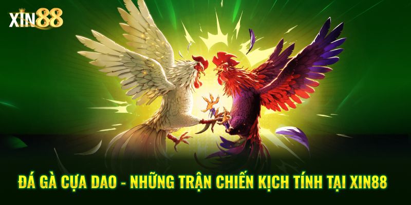 Đá Gà Cựa Dao - Những Trận Chiến Kịch Tính Tại Xin88 - BET246.ASIA