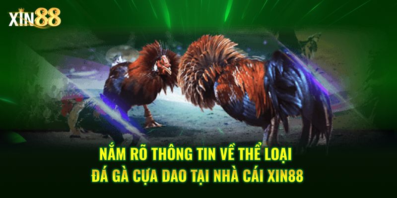 Đá Gà Cựa Dao - Những Trận Chiến Kịch Tính Tại Xin88 - BET246.ASIA