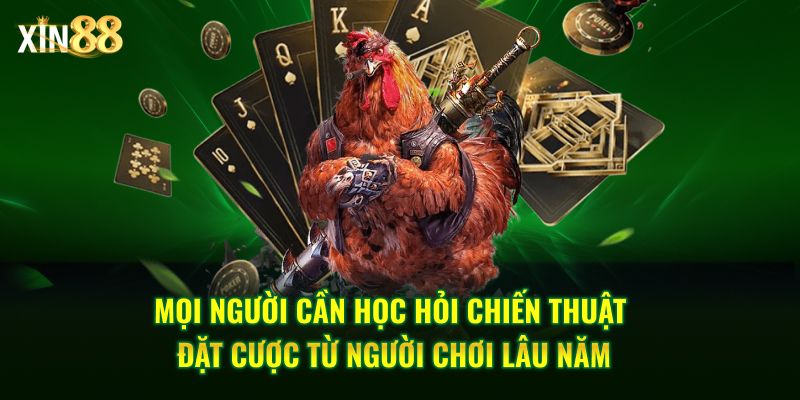 Đá Gà Cựa Dao - Những Trận Chiến Kịch Tính Tại Xin88 - BET246.ASIA