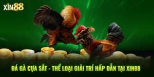 Đá Gà Xin88 - BET246.ASIA