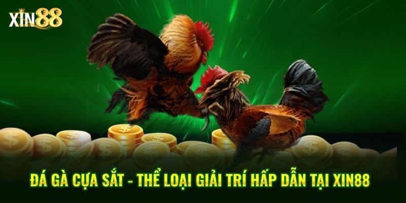 Đá Gà Cựa Sắt Tại Xin88 – Sân Chơi đẳng Cấp Hàng đầu - BET246.ASIA