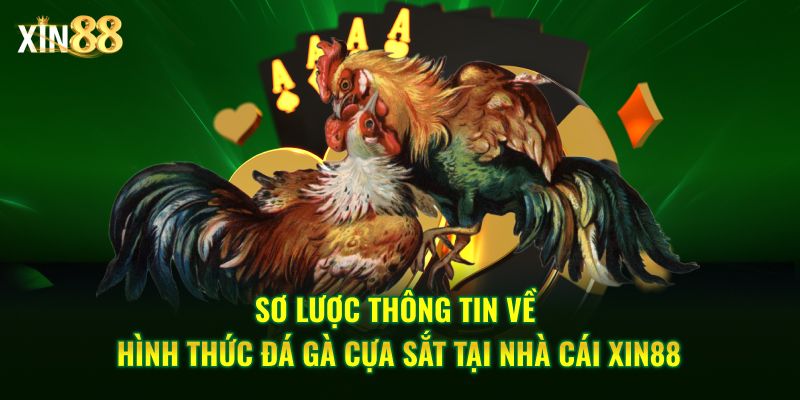Đá Gà Cựa Sắt Tại Xin88 – Sân Chơi đẳng Cấp Hàng đầu - BET246.ASIA