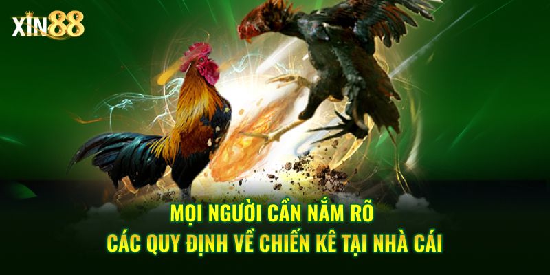 Đá Gà Cựa Sắt Tại Xin88 – Sân Chơi đẳng Cấp Hàng đầu - BET246.ASIA