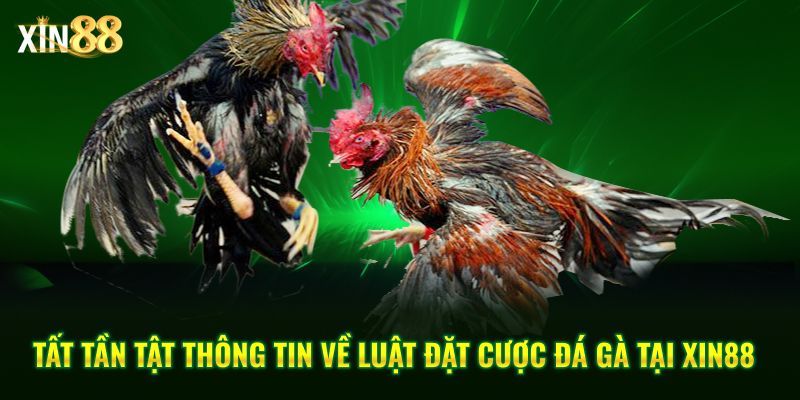 Luật đặt Cược đá Gà Tại Xin88 – Cập Nhật Quy định Cá Cược - BET246.ASIA