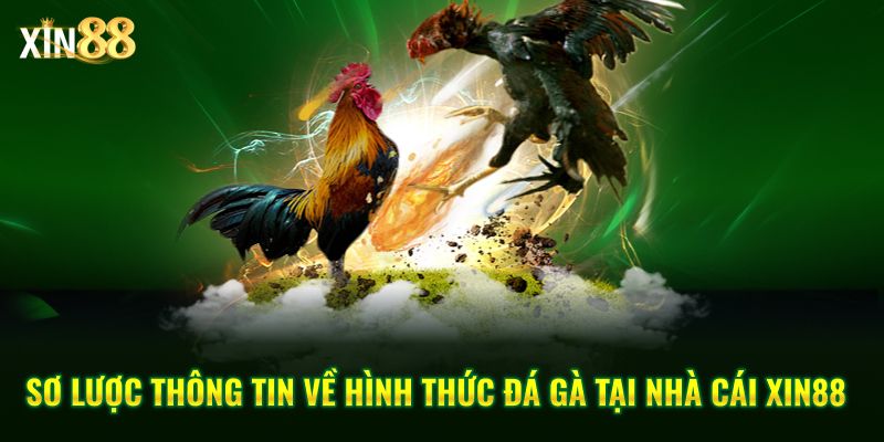 Luật đặt Cược đá Gà Tại Xin88 – Cập Nhật Quy định Cá Cược - BET246.ASIA