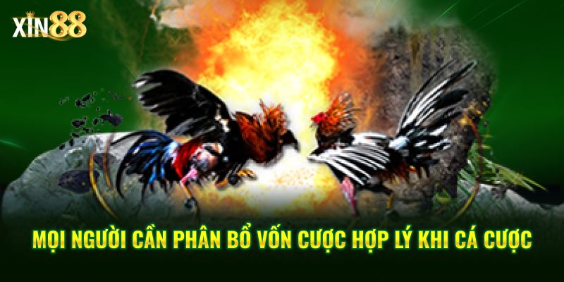 Luật đặt Cược đá Gà Tại Xin88 – Cập Nhật Quy định Cá Cược - BET246.ASIA