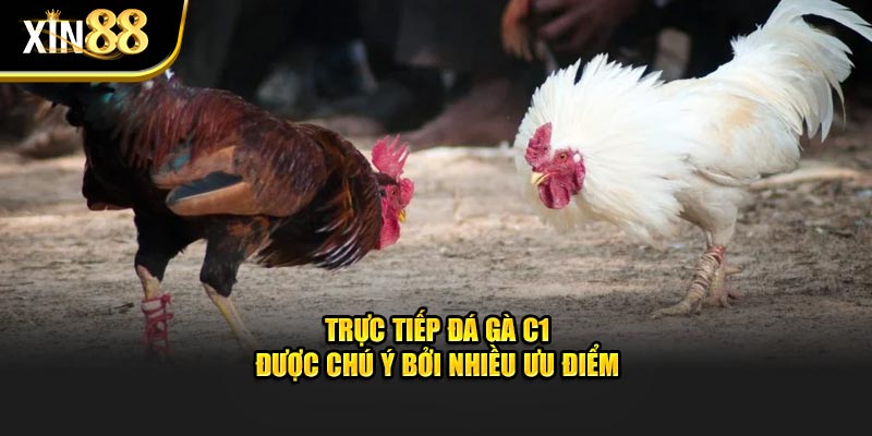 Trực Tiếp Đá Gà C1 - Thông Tin Cần Biết Tại Nhà Cái Xin88 - BET246.ASIA