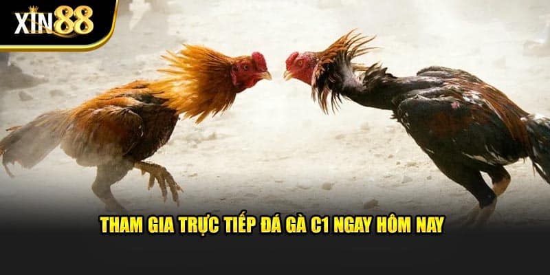 Trực Tiếp Đá Gà C1 - Thông Tin Cần Biết Tại Nhà Cái Xin88 - BET246.ASIA