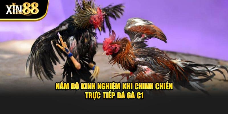 Trực Tiếp Đá Gà C1 - Thông Tin Cần Biết Tại Nhà Cái Xin88 - BET246.ASIA