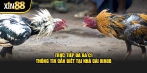 Đá Gà Xin88 - BET246.ASIA