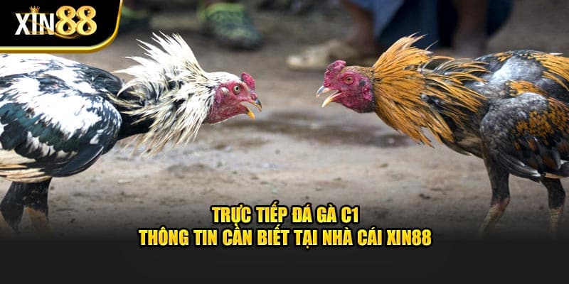 Trực Tiếp Đá Gà C1 - Thông Tin Cần Biết Tại Nhà Cái Xin88 - BET246.ASIA