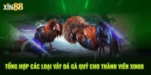 Đá Gà Xin88 - BET246.ASIA
