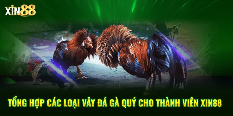 Vảy đá Gà Quý Và Kinh Nghiệm Chọn Chiến Kê Chuẩn Tại Xin88 - BET246.ASIA