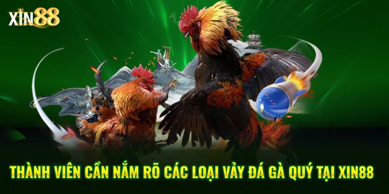 Vảy đá Gà Quý Và Kinh Nghiệm Chọn Chiến Kê Chuẩn Tại Xin88 - BET246.ASIA