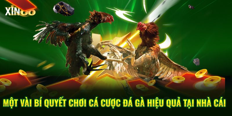 Vảy đá Gà Quý Và Kinh Nghiệm Chọn Chiến Kê Chuẩn Tại Xin88 - BET246.ASIA
